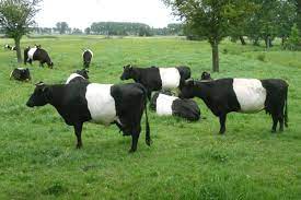 koeien lakenvelders