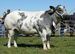 belgisch blauwe koe