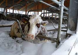 koeien in de winter