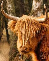 bruine koe met lang haar