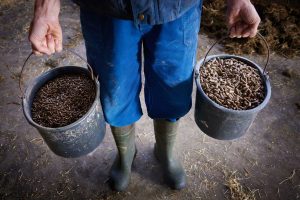 krachtvoer voor koeien