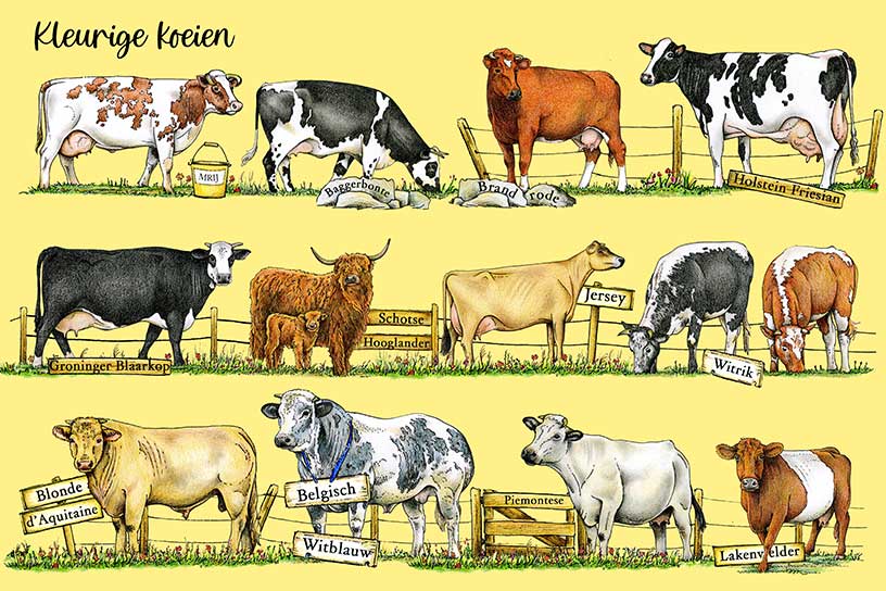 lakenvelder koe