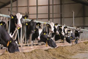 vliegenbestrijding koeien