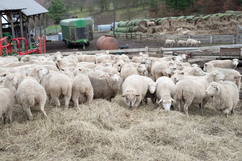 biologische schapenboerderij