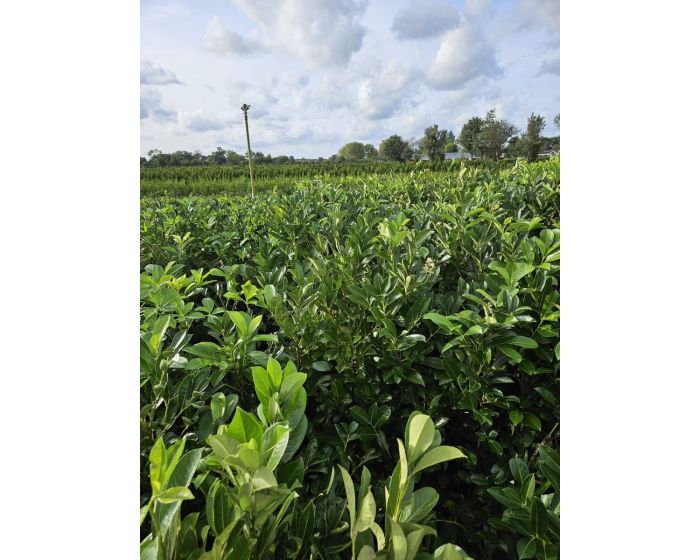 marktplaats landbouw