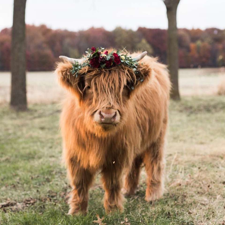 kleine koeienrassen