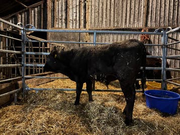 wagyu koe prijs